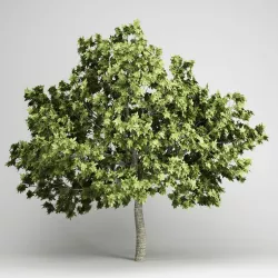 Common Fig 3D model