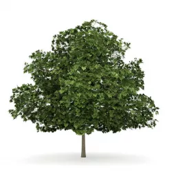 Common Maple 4 Acer campestre 3D model