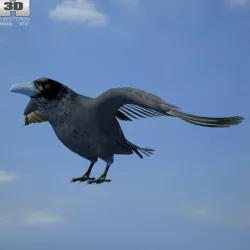 Common Raven Corvus Corax Low-poly  3D model