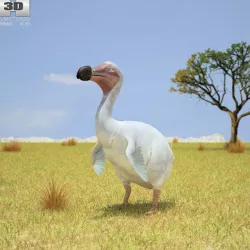 Dodo Raphus Cucullatus Low-poly  3D model