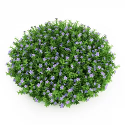Dwarf Periwinkle 3D model