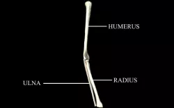 Elbow Joint Bones Humerus Radius Ulna - Medically Accurate 3d... 3D model