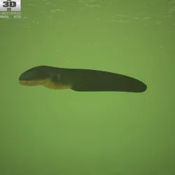 Electric Eel Electrophorus Electricus Low-poly  3D model
