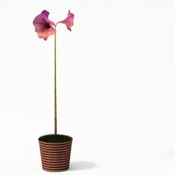 Flower  Leafless Flower 3D model