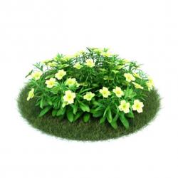 Flowering Missouri Evening Primrose Plant 3D model