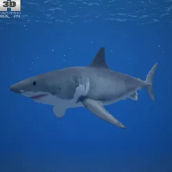 Great White Shark Carcharodon Carcharias Low-poly  3D model