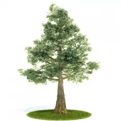 Green Thick Tree 3D model