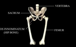 Hip Joint - Hip bone Sacrum Femur - Only bones Medically Accu... 3D model