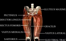 Hip Joint with Muscles Medically Accurate 3d Model 3D model