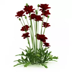 Iranian poppy 3D model