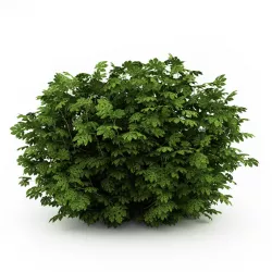 Japanese Aralia 3D model