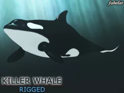 Killer whale 3D model