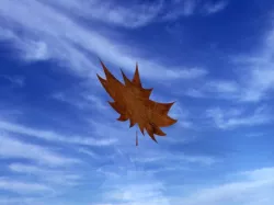 Leaf
