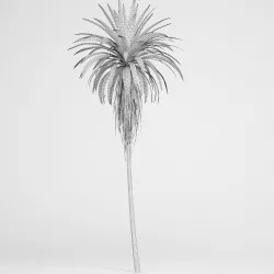Mountain Cabbage Tree 3D model