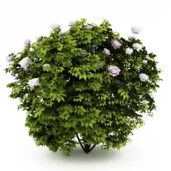 Peony 3D model