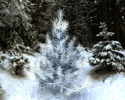 Pine-tree