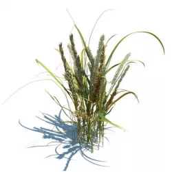Plant With Brown Cat Tails 3D model