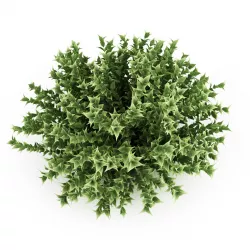 Red-Barked Dogwood 3D model