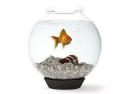 Round Glass Fishtank On Black Base 3D model