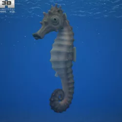 Seahorse Hippocampus Kuda Low-poly  3D model
