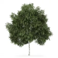 Silver Birch 3 Betula pendula 3D model