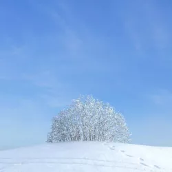 Snow Tree 3D model