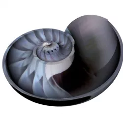 Spiral Nautilus Shell 3D model