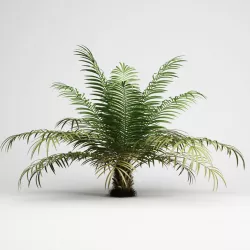 Sugar Palm 3D model