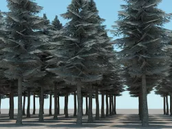 Tall Evergreen Trees 3D model