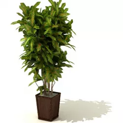 Tall Green Leafy Plant In A Brown Square Pot 3D model