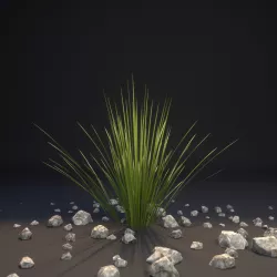 Toothless Desert Spoon Dasylirion quadrangulatum 3D model
