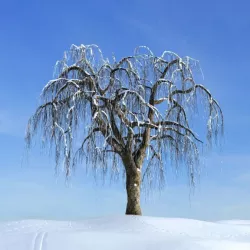 Weeping Willow Tree 3D model