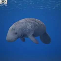 West Indian Manatee Trichechus Manatus Low-poly  3D model