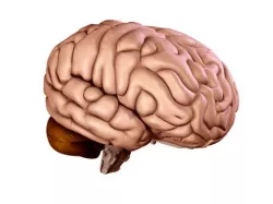 Brain 3D model