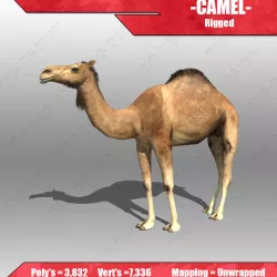 Camel 3D model