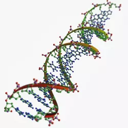 DNA chains 3D model