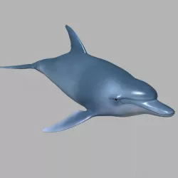 Dolphin 3D model