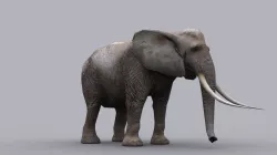ELEPHANT GAME READY ANIMATED MODEL Low-poly  3D model