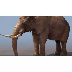 Elephant Studio Max 3D model