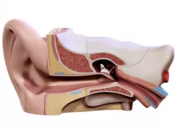 Human ear 3D model