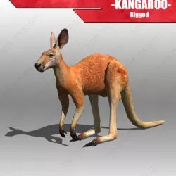 Kangaroo 3D model