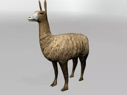 Llama 3D model