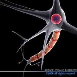 Neuron cell 3D model