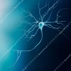 Neuron-Model Low-poly  3D model