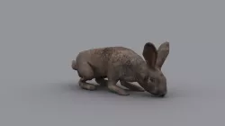 RABBIT GAME READY ANIMATED MODEL Low-poly  3D model