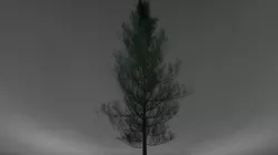 Realistic Pine Tree 3D model