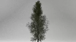 Realistic Pine Tree 3D model