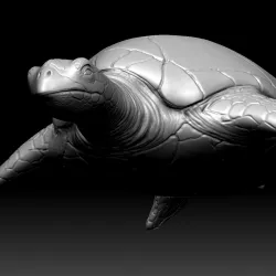 Sea Turtle Zbrush Model 3D model
