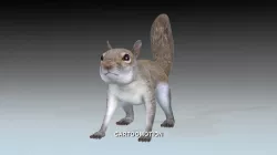 Squirrel Low-poly  3D model