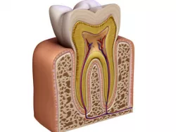 Tooth 3D model